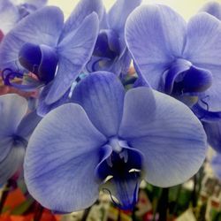 Close-up of purple flowers blooming outdoors