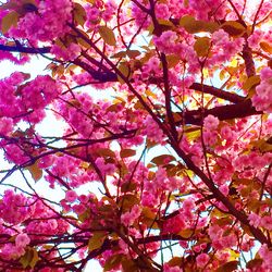 Low angle view of pink flowers