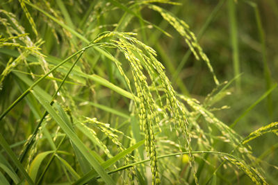 Close-up of crops growing on field