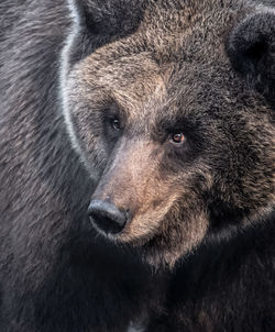 Close-up of a bear