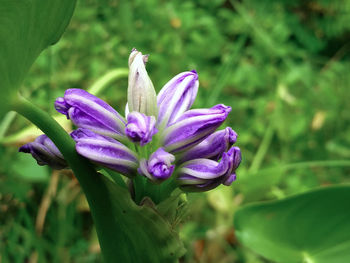 Close-up of purple flowering plant