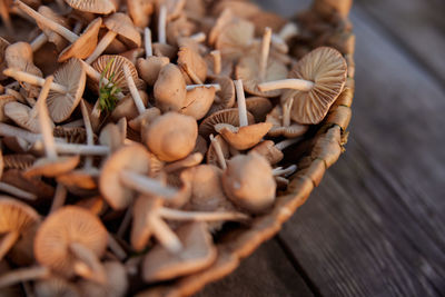 Close-up of mushrooms