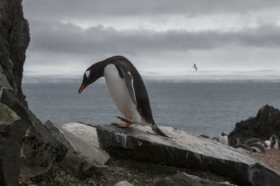 Sad looking gentoo penguin walking at a colony at livingston island, south shetlands, antarctica.