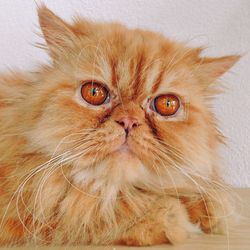 Close-up portrait of a cat