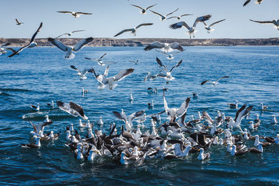 Seagulls flying over sea against sky