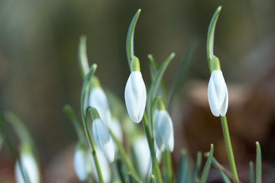 Close-up of snowdrop buds