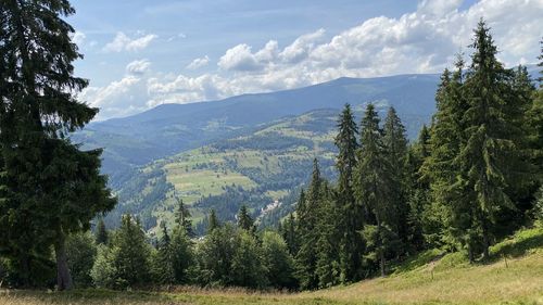 Scenic view of pine trees against sky