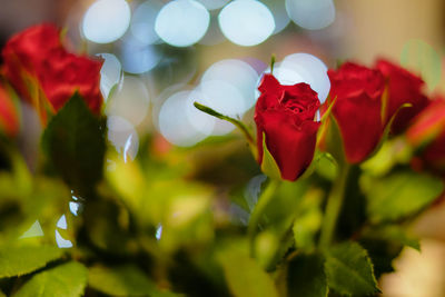 Close-up of red rose blooming outdoors