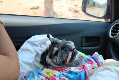 Dog sitting in car