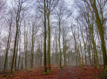 Bare trees in forest against sky
