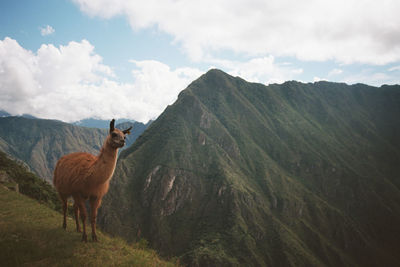 Lama standing on field against mountains and valley
