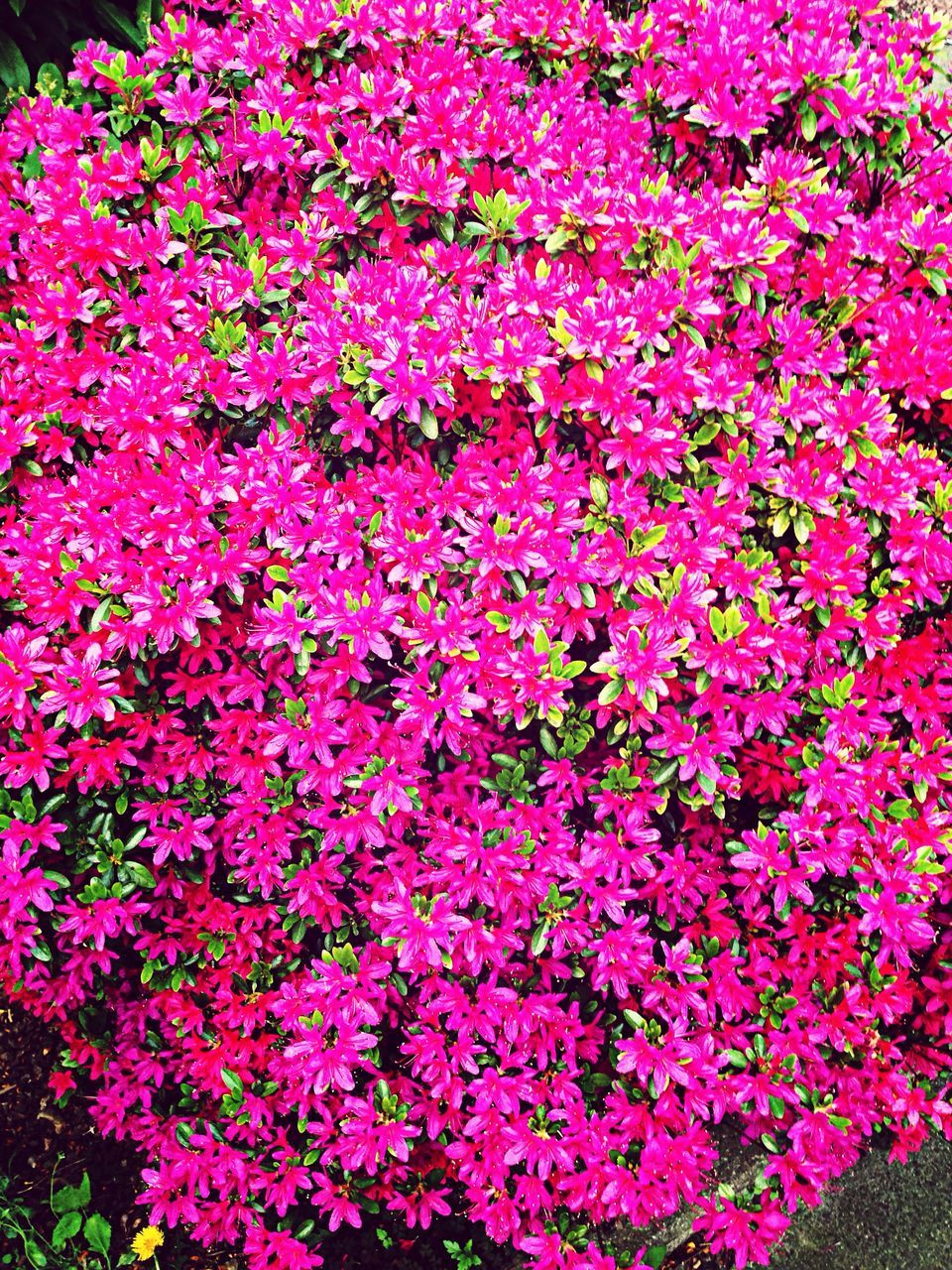 flower, freshness, fragility, pink color, growth, beauty in nature, petal, blooming, nature, flower head, plant, abundance, pink, in bloom, high angle view, blossom, park - man made space, springtime, full frame, outdoors