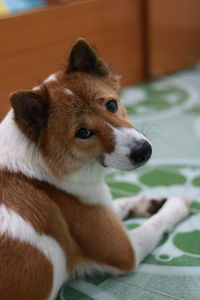 Close-up of a dog looking away