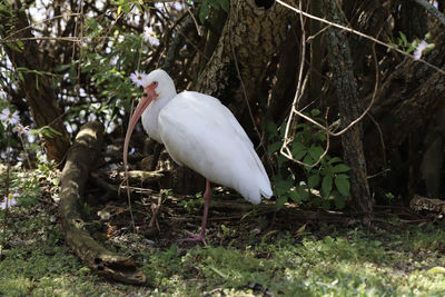 White bird perching on a tree