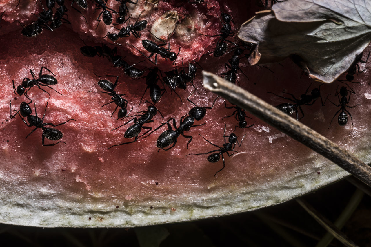 HIGH ANGLE VIEW OF INSECT ON ICE CREAM