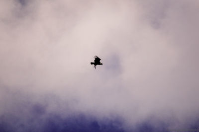 Low angle view of airplane flying in sky