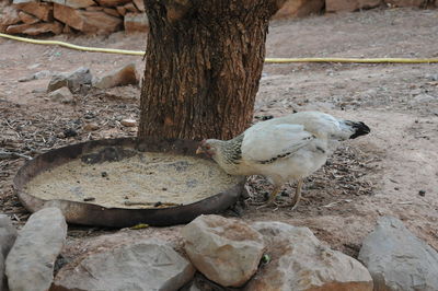 View of birds on tree trunk