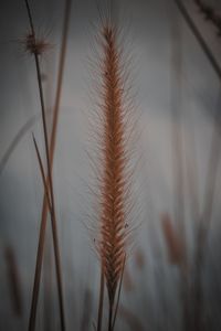 Close-up of dried plant