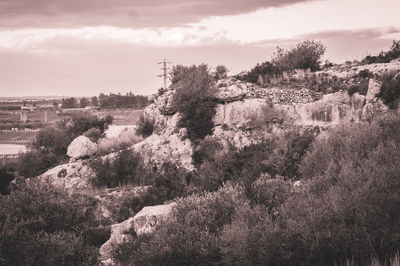 Panoramic shot of trees on field against sky