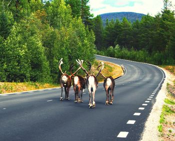 Road passing through country road