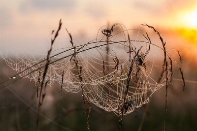 Close-up of spider web against sky at sunset