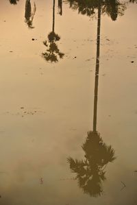 Reflection of tree in puddle