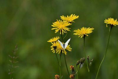 Close-up of butterfly on yellow flowering plant