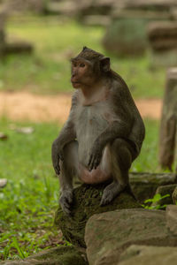 Long-tailed macaque sits on pile of stones