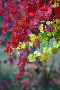 Close-up of pink flowers