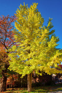 Low angle view of tree against sky during autumn