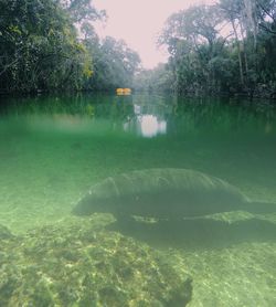 Reflection of trees in water