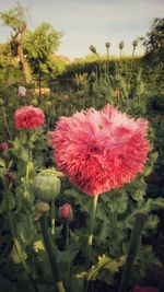 Close-up of pink flowers