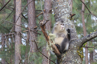 Yunnan black snub-nosed monkey rhinopithecus bieti