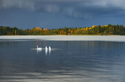 Ducks swimming in lake