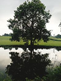 Tree by lake against sky