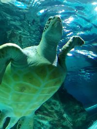 Close-up of turtle swimming in sea