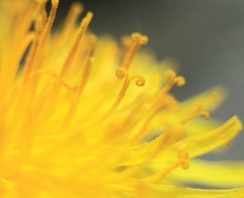 Close-up of yellow flowering plant