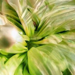 Full frame shot of green leaves