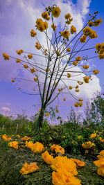 Low angle view of yellow flowers blooming on field