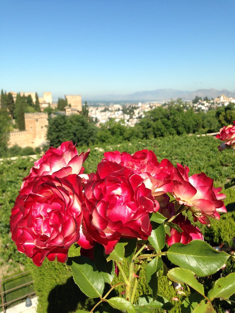 flower, growth, beauty in nature, plant, freshness, nature, red, fragility, pink color, leaf, tree, green color, petal, day, rose - flower, tranquility, blooming, outdoors, no people, in bloom