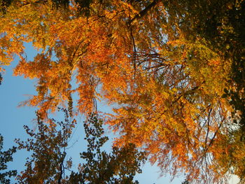 Low angle view of trees against clear sky