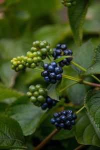 Close-up of berries growing on plant