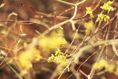 Close-up of plants