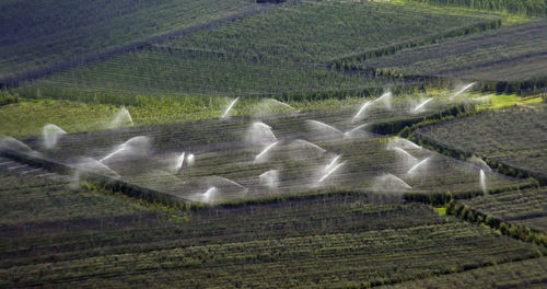 Scenic view of agricultural field