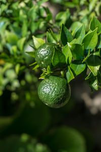 Close-up of fruit growing on tree