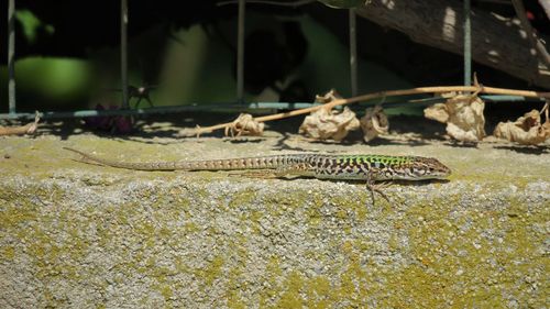 Close-up of lizard