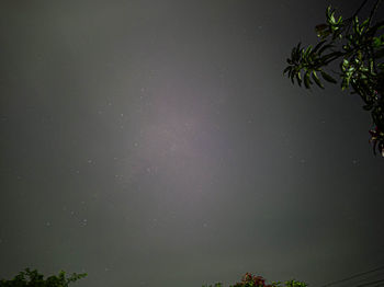 Low angle view of trees against sky at night