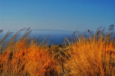 Plants growing on land against clear sky