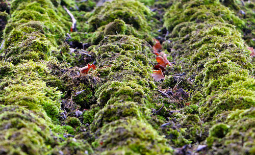 Close-up of moss growing on rock in forest