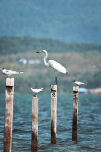 Close-up of bird perching on wooden post